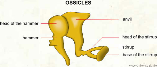 Ossicles  (Visual Dictionary)